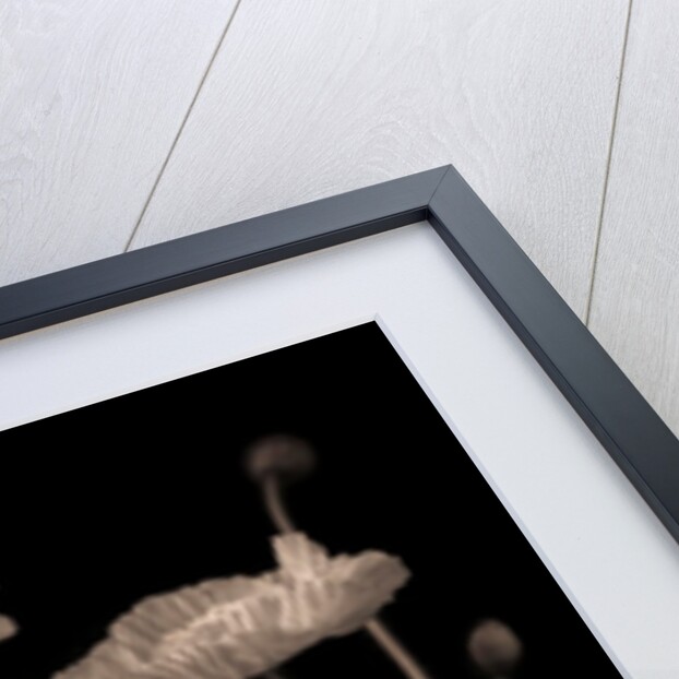 Poppies and buds by Assaf Frank